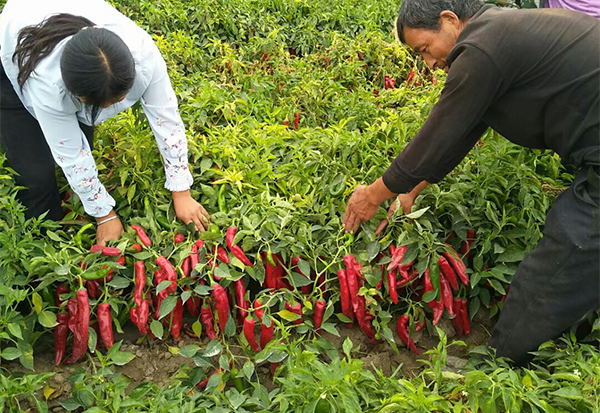 【佳谷拉斯】4天恢復生長！創(chuàng)下1棵植株結(jié)下10